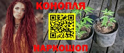 сатива Коммунар